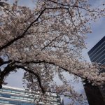 お花見日和!中野セントラルパークで四川フェス!桜から始まるエンターテイメント