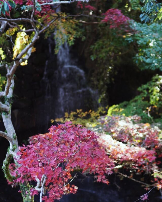 紅葉

#紅葉 #湯河原